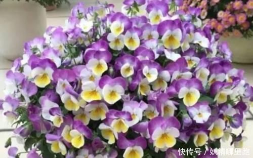 松叶牡丹|养花就养4种花，好养易活花量大，家里变花海，邻居都羡慕！