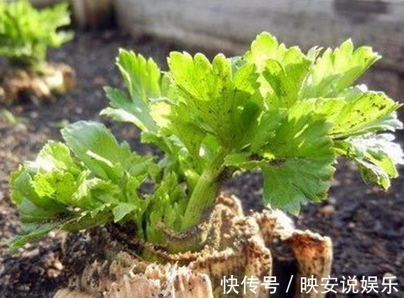 芹菜|还愁没菜吃吗家里种芹菜不用种子不用苗，用这个方法十天长满盆