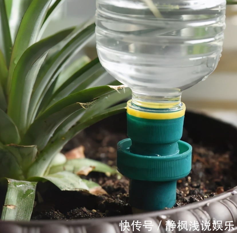 养花最“坑人”的妙招,老花匠都不敢用,养花新手一定别尝试