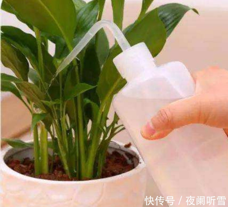 花盆里的“小飞虫”越来越多,教你几个除虫小方法,简单又好用