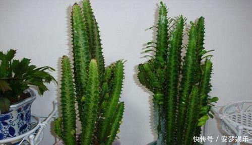 盆景|2种“镇宅花”,客厅养一盆寓意好,比啥花都强,越养越值钱