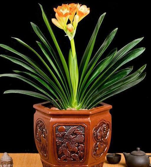 君子兰“烂边”提高警惕，用好“窍门”，叶片绿油油，花朵长不停