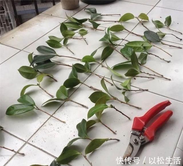 6月，最适合扦插的花，一插就活，大白根冒疯了