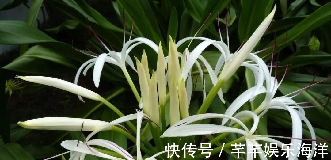 蔬菜水果|家里万万不要养这几种花,放一盆都会对身体不好,聪明人都懂避开