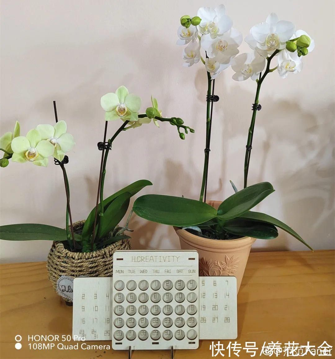 红火好养的“喜庆花”，现在买不吃亏，下个月价格翻两倍