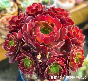 这些多肉叶插不活不怪技术,即使生根也难长新叶,别白费力了!