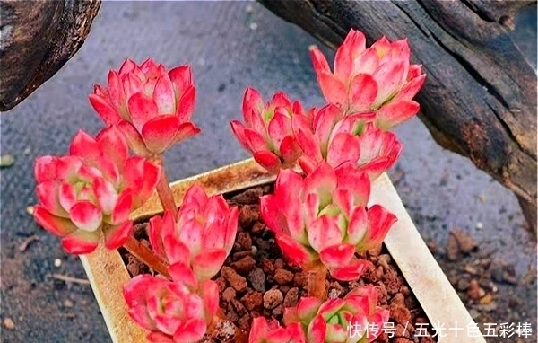 公认出状态比较仙的八大多肉品种,看看哪种是你的心头好