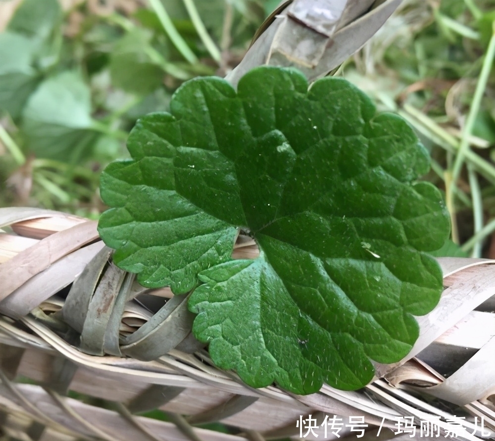 太阳花|懒人适合养什么花，推荐这3种，随便折腾