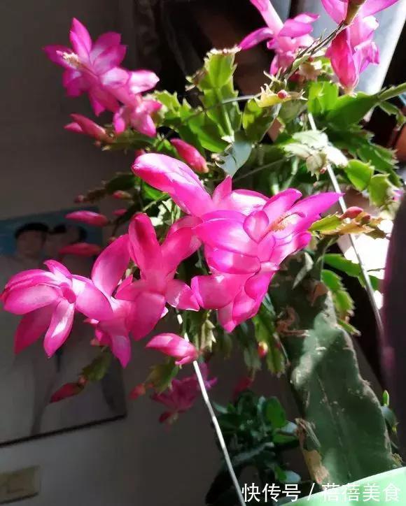 19种常见花“耐寒能力”一览表,天冷要不要“入室”,看看就知道