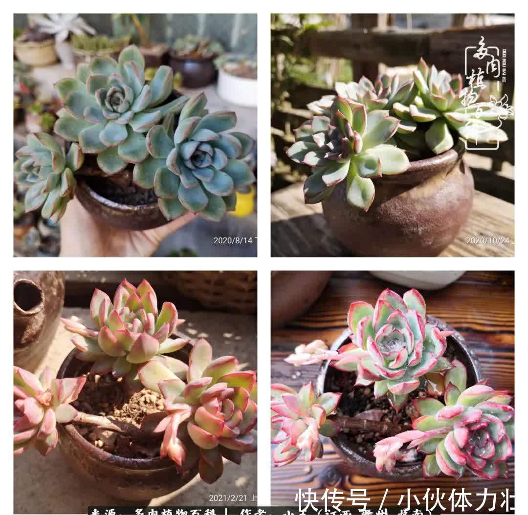 懵懵懂懂入肉坑,跌跌撞撞养多肉