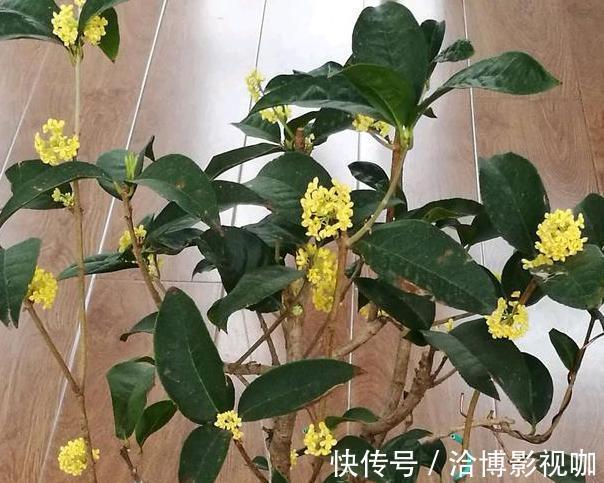 浇水|想让家里常年飘香，就养殖3种花卉，管理简单、易爆盆
