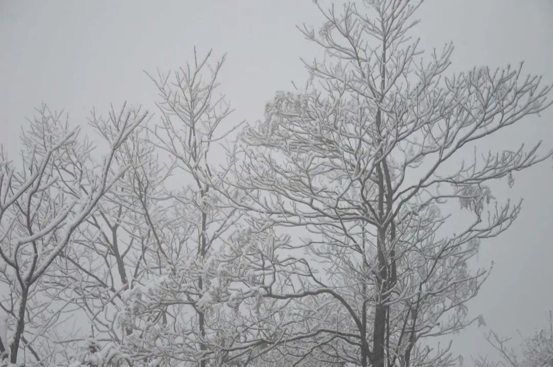 冰雪|绝美雪景！古蔺邀请你来体验“冰雪奇缘”