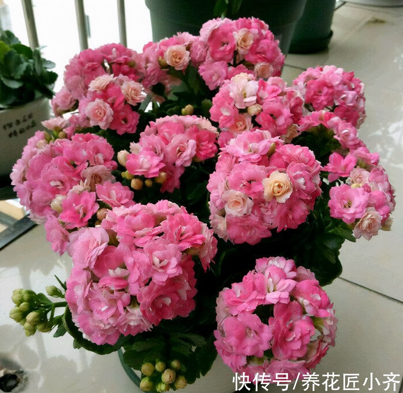 花芽|长寿花习性要掌握，按照它的“4喜”养，四季都能开花，真漂亮