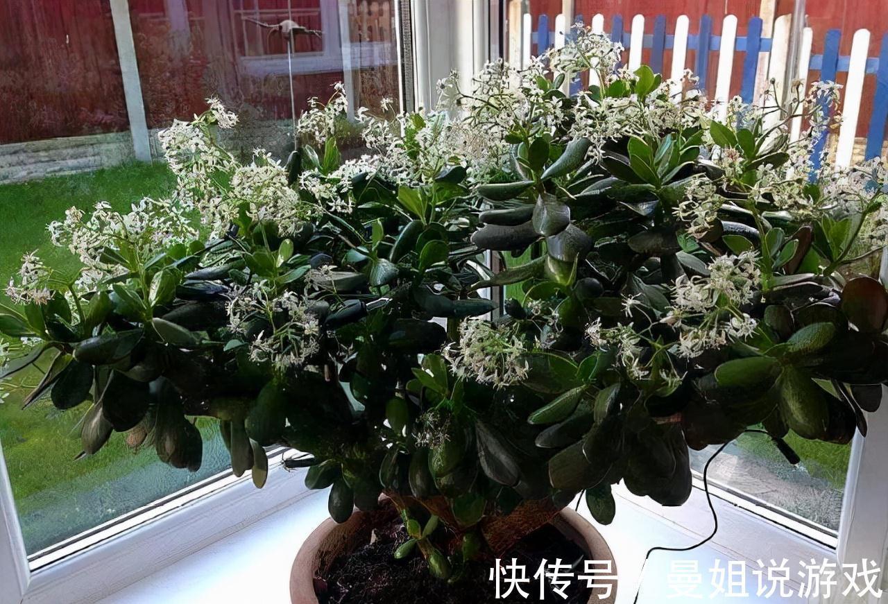 养花|这2种树最耐养,每天剪1刀,土里喂点料,蹭蹭长成小盆景