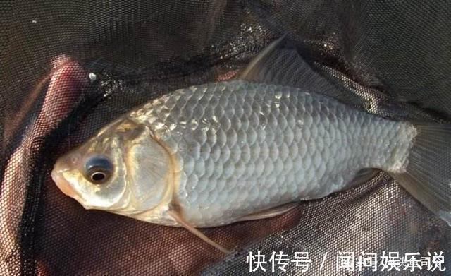 夏季用这么长的子线钓鲫鱼，怪不得你没别人收获好！