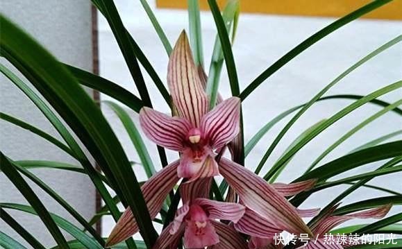 养兰花,牢记一个字,开花够豪气!