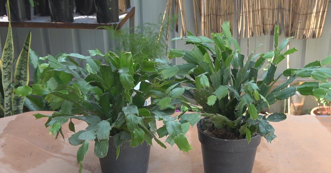 蟹爪兰|蟹爪兰在夏天,3个“禁忌”要牢记,不然叶片干瘪,度夏很难