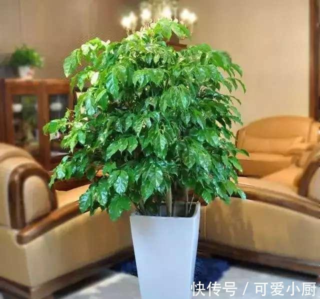 懒人养植的盆栽,一个月浇次水都没问题