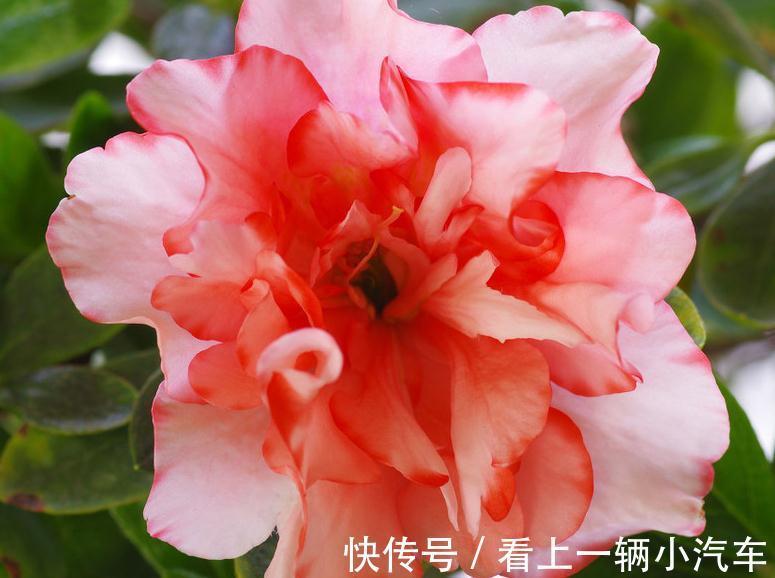 水质|这些南方花卉在北方不易生长,养个一两年,植株就逐渐枯萎