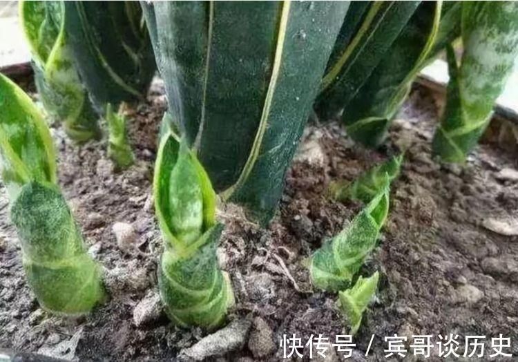 分生侧芽|养虎皮兰,打开它的“小开关”,新芽直往外窜,1盆变10盆