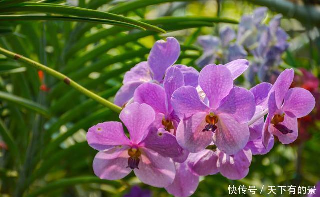 曾经看过了几种兰花?来这里可以让您大开眼界