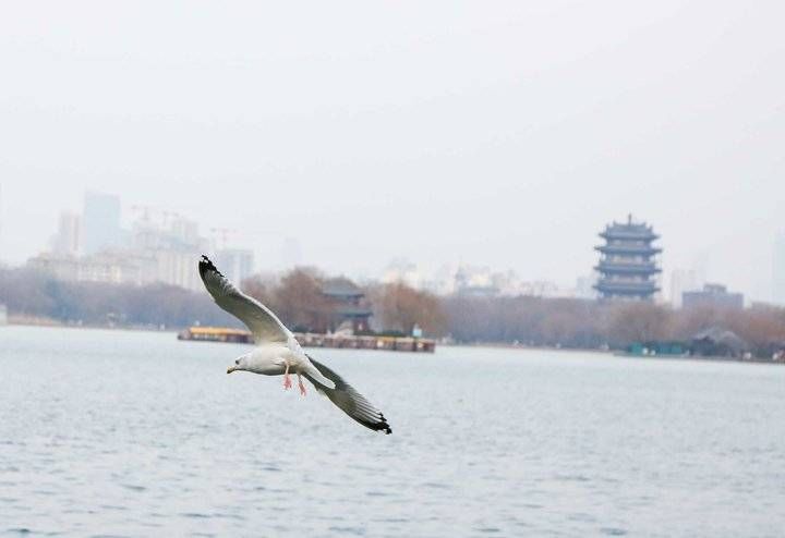 济南|环境优美，人杰地灵，银鸥远道来济南过大年