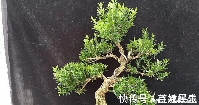 盆景|不管家中再小,一定要摆放上一盆“木中君子”!