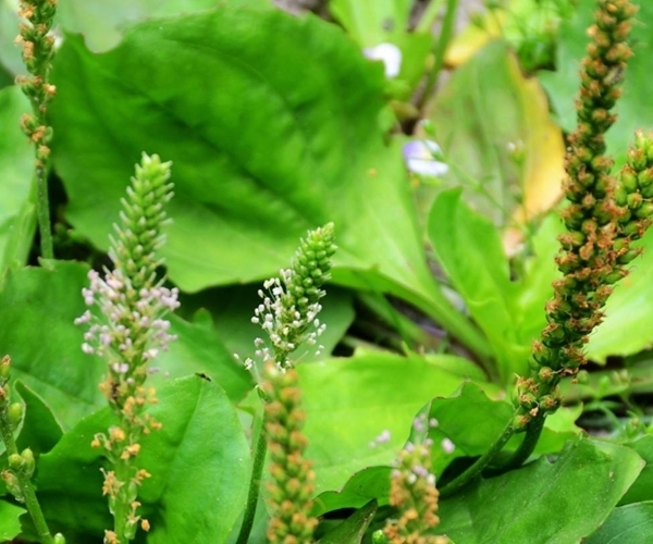 马齿|一味车前草，养生大功效！车前草的四大好处，越早了解越好