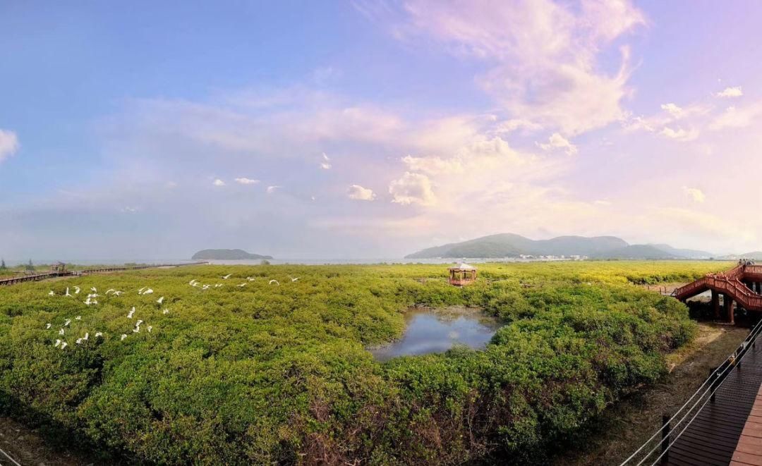 美丽的海陵岛，藏着冬日观鸟天堂