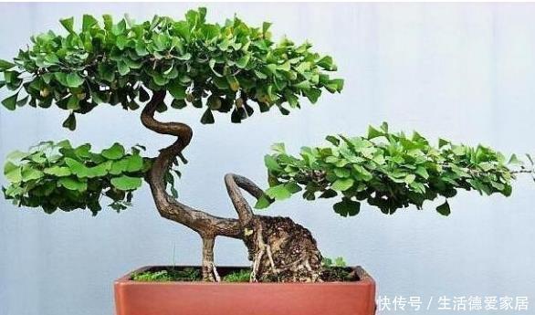 这些树被称“活化石”,还极好养,1根枝条插土里,浇水就能活