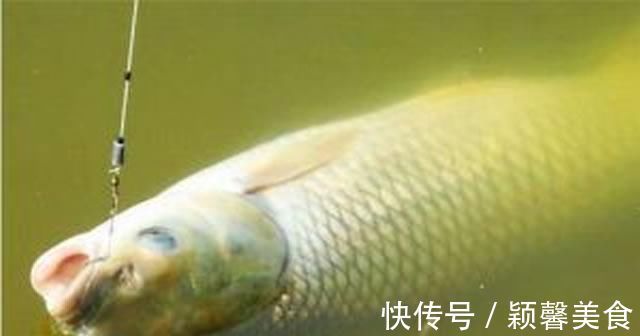 野钓实战探讨,短子线和长子线之间,哪一种优势更大