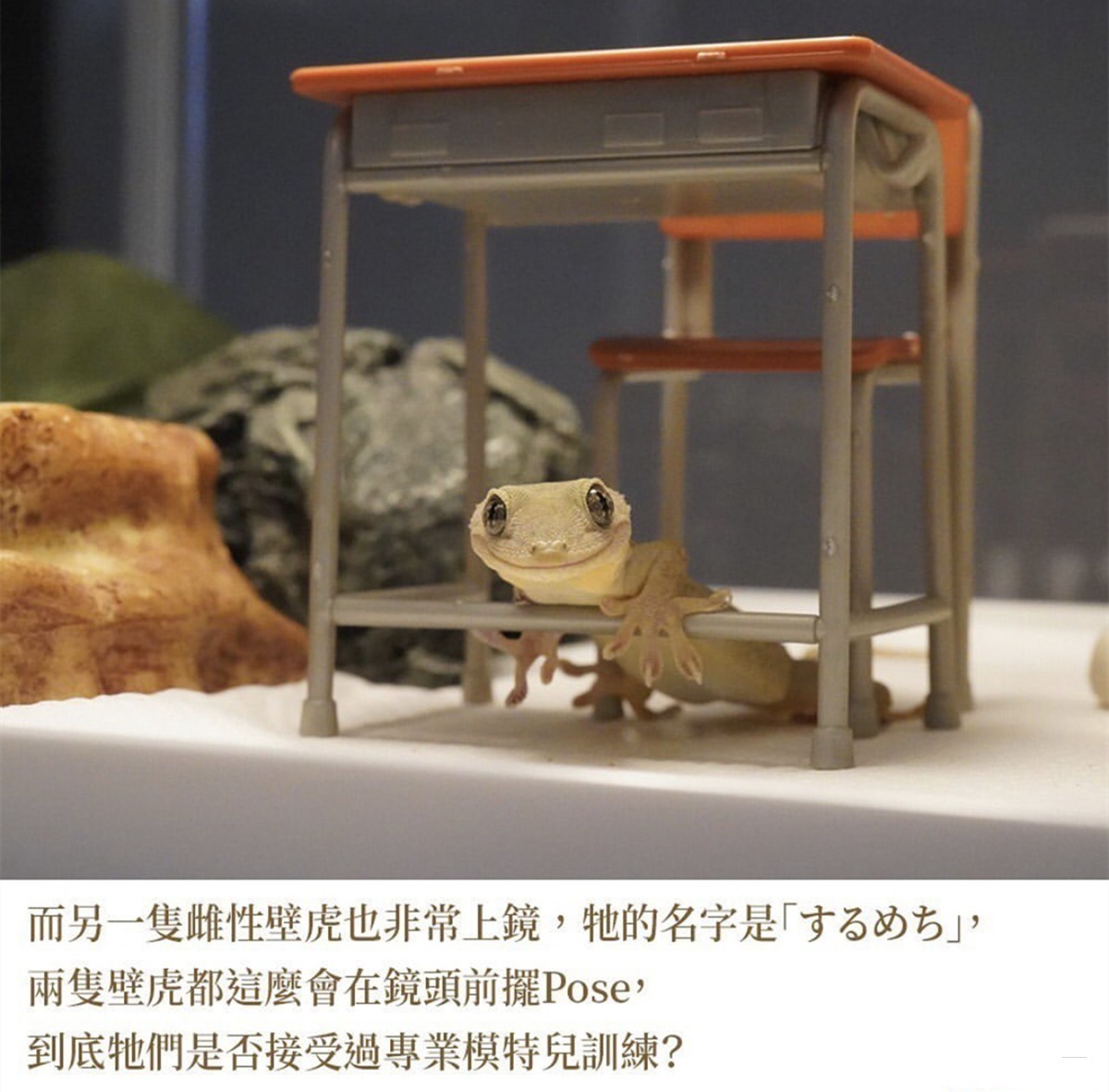 平凡的世界|三次元的壁虎喜欢拍照,萌出二次元的感觉,这是转生成为壁虎吧