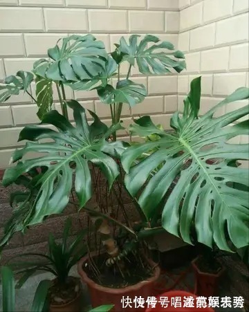 8种“吸毒花”,家里养一盆,废气吸光光,净化空气一级棒