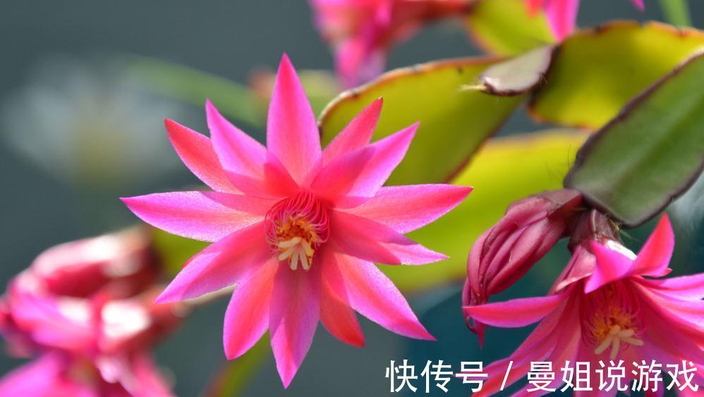 蟹爪兰开花少,适当浇点药水,开花满满更轻松