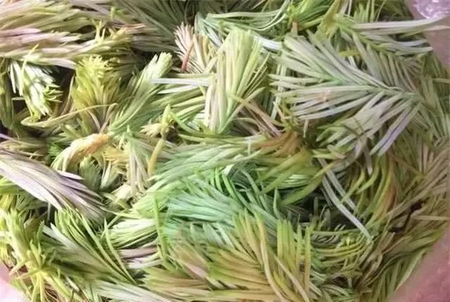 野菜|中国最好吃的6种极品野菜，你若是全吃过，请收下我的“膝盖”