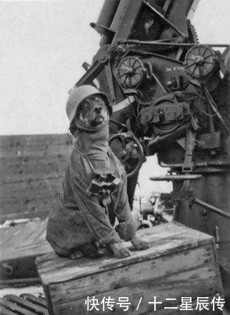 二战|二战士兵搞笑照在飞机螺旋桨上睡觉,让狗装成士兵站岗