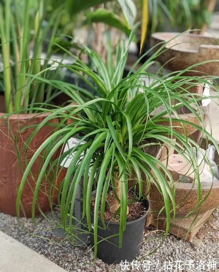 叶子天生就低垂的酒瓶兰，耐旱耐阴的观叶植物，新手必备植物