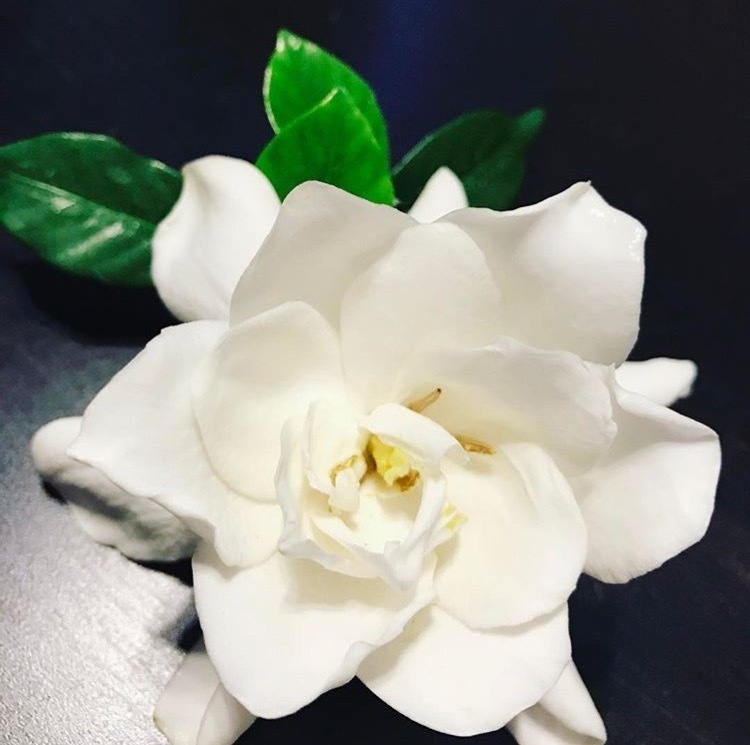 栀子栽培,浇水这种“水肥”叶绿,花更旺家中必备花卉品种