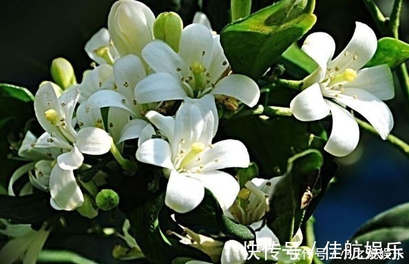 阳台上|4种花堪称花中仙子,一年到头都开花,花色绚丽超耀眼