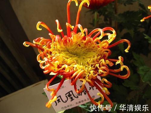 此菊，花开似“凤凰起舞”，属“十大名菊”，绚丽多姿，开花爆盆