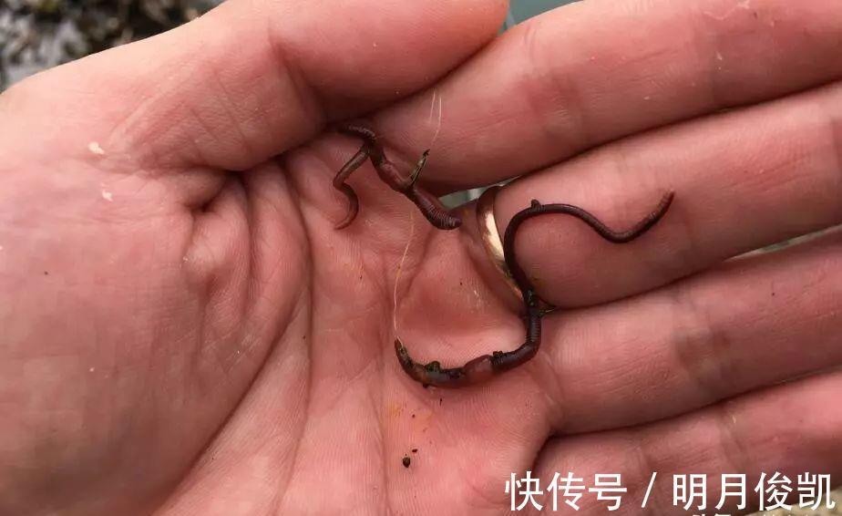 动作|盯紧你的浮漂！冬天野钓别等黑漂，这样的小信号也能中鱼