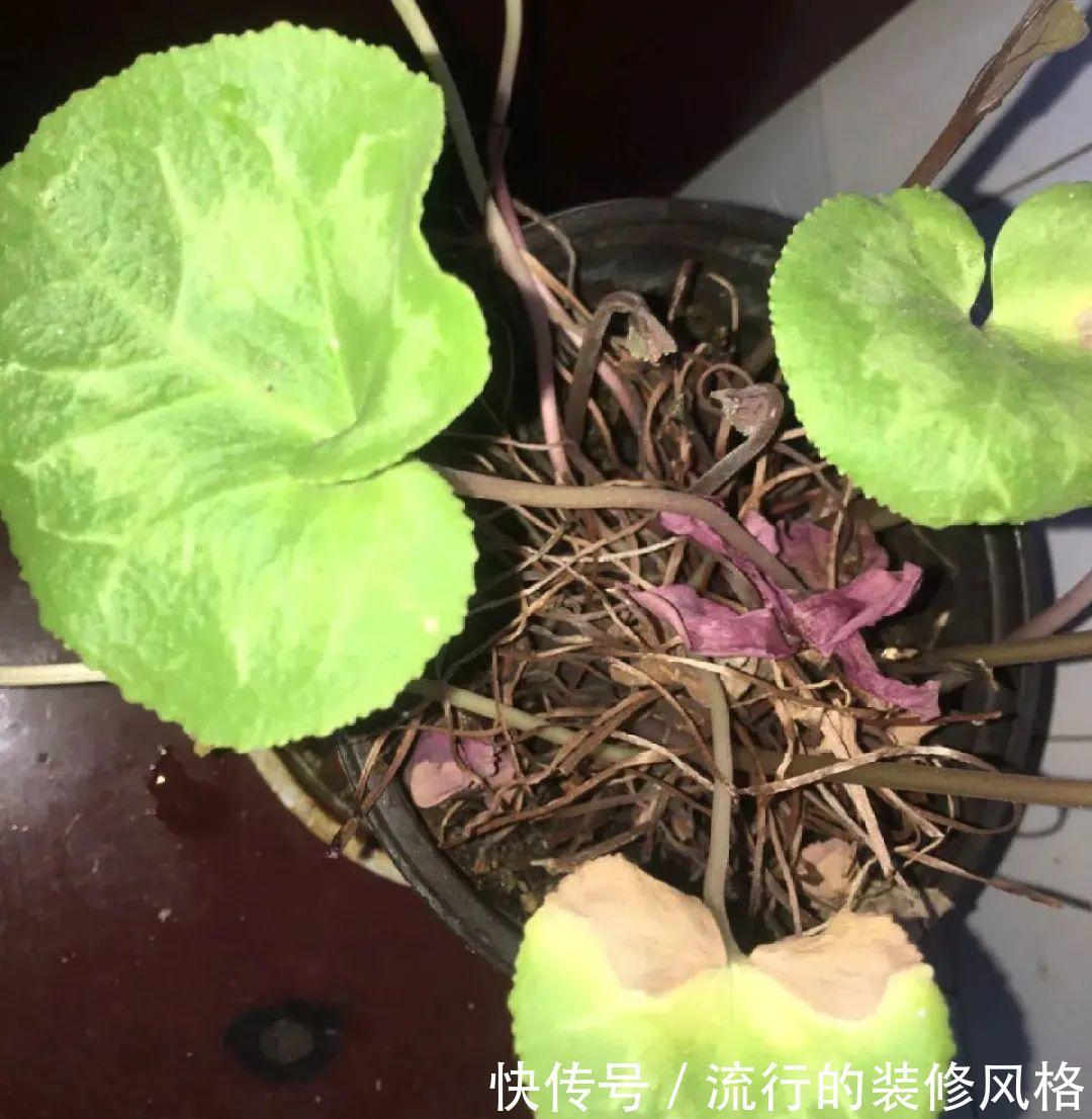 君子兰|8种花夏天不能买,买回来就死,白浪费钱