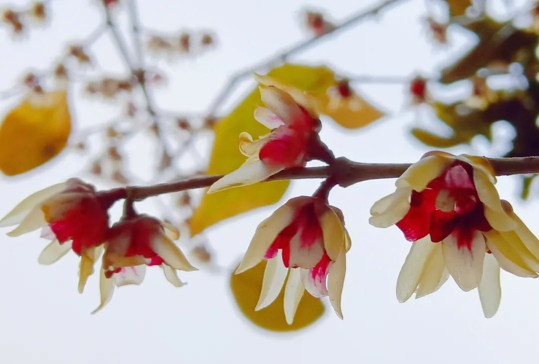 雪小禅$散文诗:不怨梅开早,不嗔雪落迟