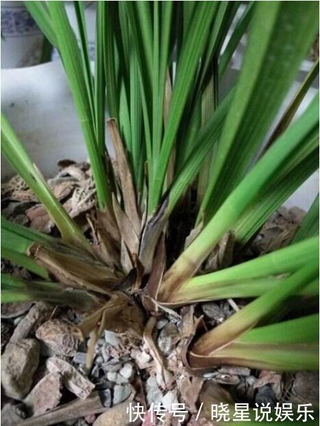 墨兰得根腐病还有救吗教你2个挽救小妙招，让墨兰“起死回生”