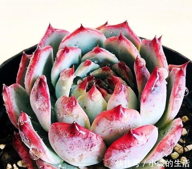 5种花扔外头，越下雨开得越好，超漂亮！5种花扔外头，越下雨开得越好，超漂亮！