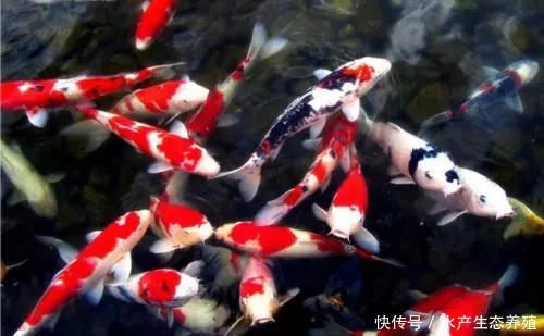 虫见愁 观赏鱼锦鲤寄生虫还真不少 用乐畅做预防体色漂亮更健康 快资讯