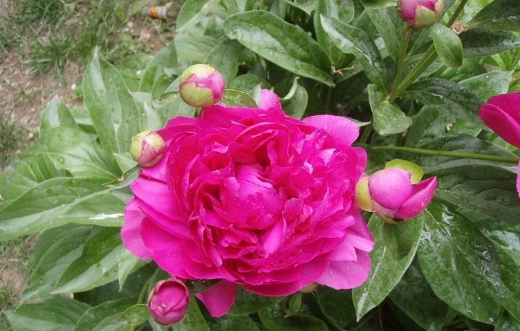 月季扦插不“生根”，什么步骤错了4步正确步骤详解，为你解惑