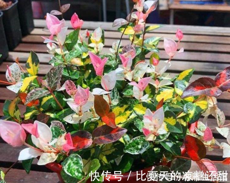 植株|秋天养花,首选4种花,花期长、颜值高,晒晒太阳开花一茬又一茬