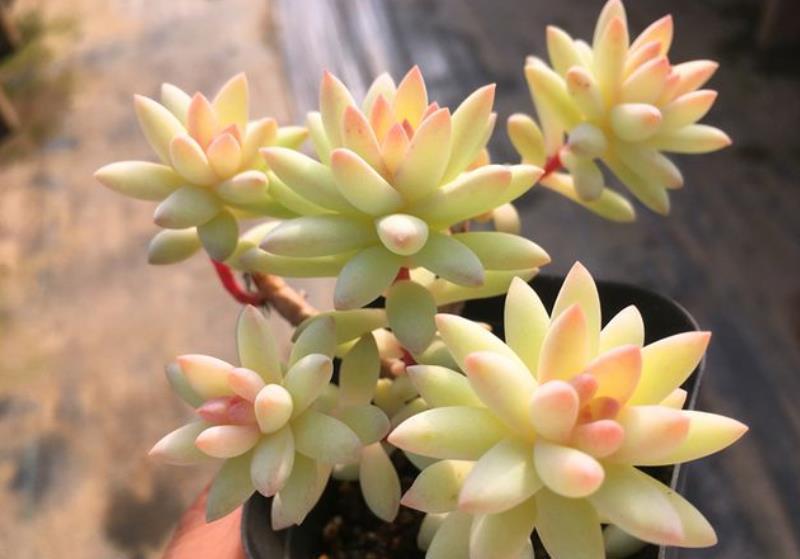 8、9月份养多肉,4个要点要谨记,“秋老虎”来了也不怕