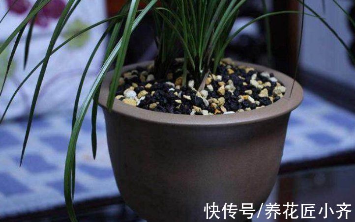 给兰花换盆,注意5个“要点”,保证兰花根系壮,后期长势旺